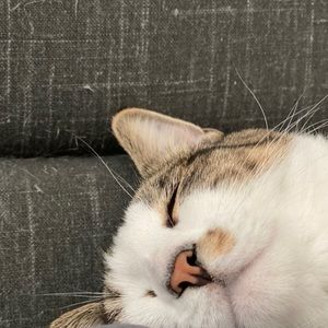 Meet your Posher, Weiting